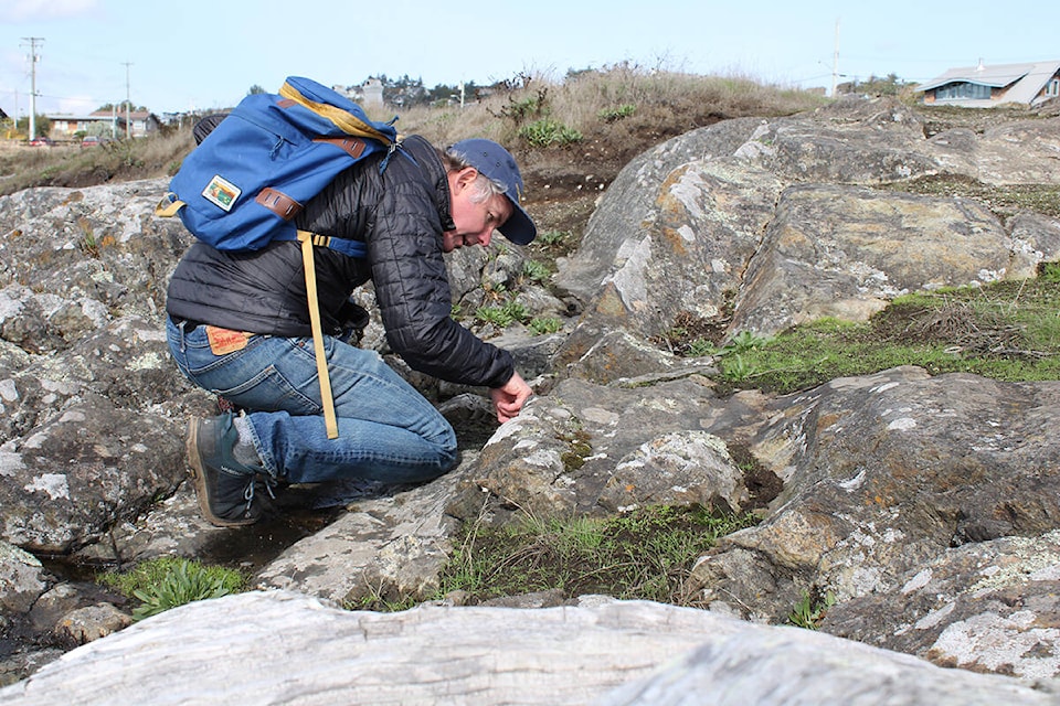 University of Victoria researcher and biodiversity expert Brian Starzomski on the hunt for tiny plant treasures at Oak Bay’s Harling Point in early October. (Jake Romphf/News Staff)