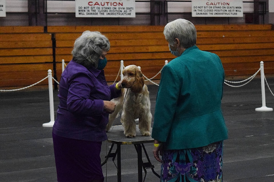 A judge examines an English cocker spaniel during Day 3 of the dog show at the Glenwood Centre in Port Alberni. (ELENA RARDON / ALBERNI VALLEY NEWS)