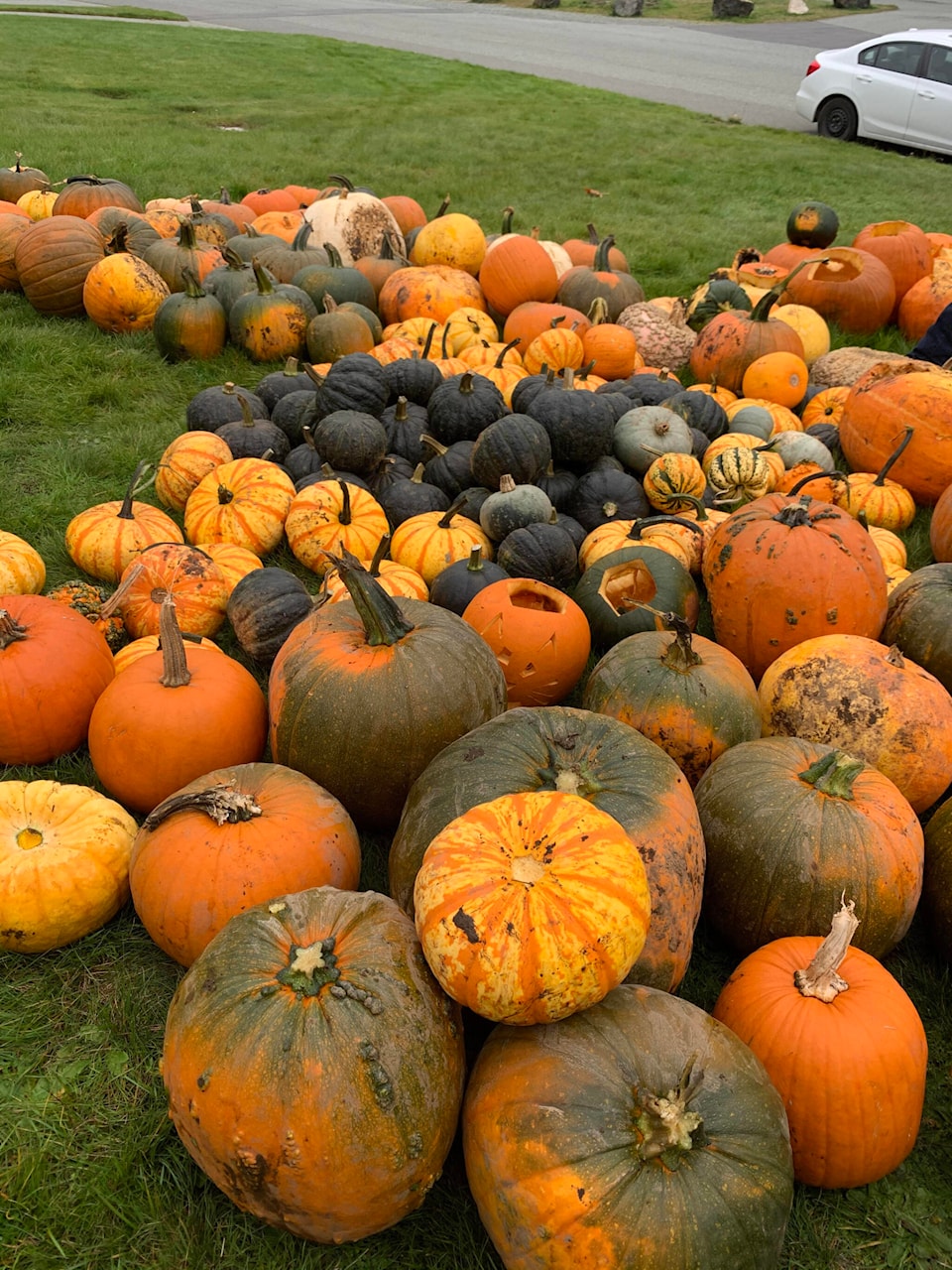 27091374_web1_211110-AVN-pumpkin-pickup-pumpkins_2