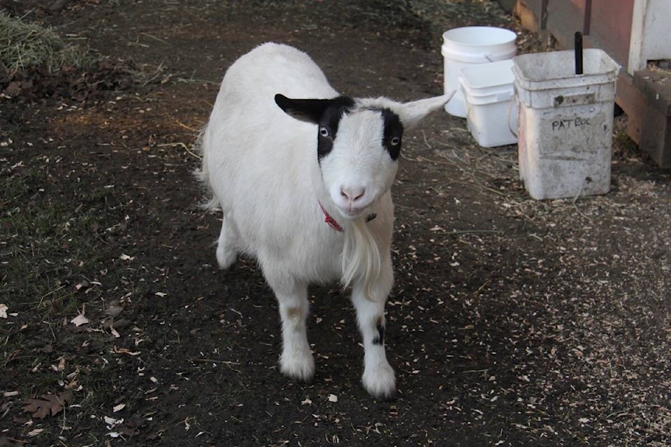 Stardust is among the animals at Beacon Hill Children’s Farm that will stay on site this season instead of the annual shift to Metchosin for the winter. (Christine van Reeuwyk/News Staff)