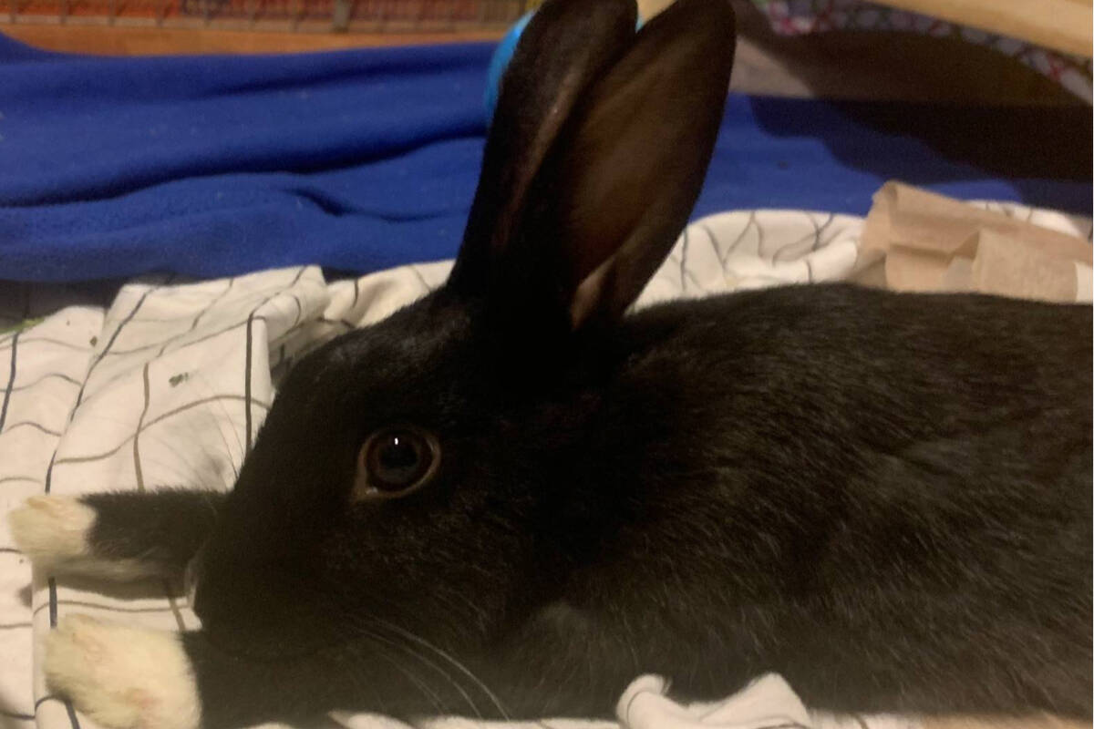A black rabbit stretches their arms out at the BC SPCA. (Credit: Debra Walley/BC SPCA)