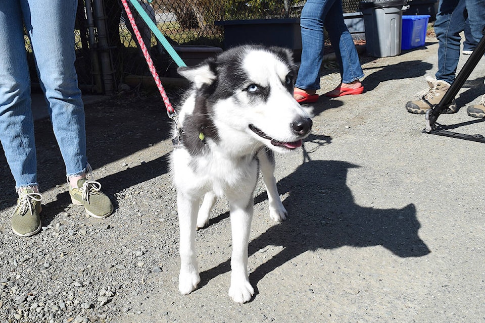 Alberni spca deals