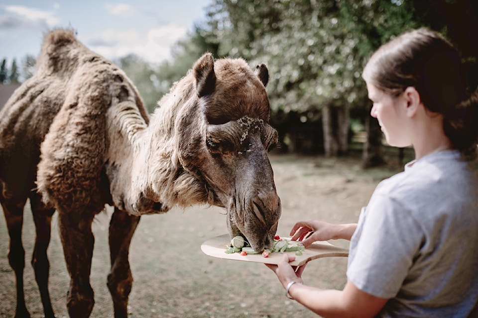 Jethro is a 25-year-old retired circus legend who now calls Kensington Prairie Farm home in Aldergrove. 