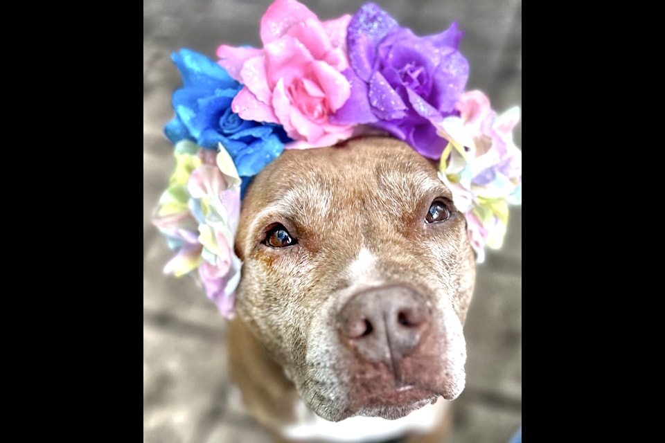 Coco, an eight-year-old mixed breed senior dog, is available for adoption at LAPS. 