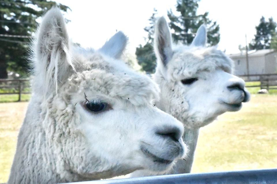 Kensington Prairie Farm held its first farmers market on Aug. 17. 