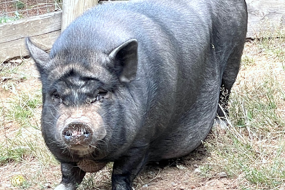 Myrtle, a three-year-old pot-bellied pig, is available for adoption through the 91ԭ Animal Protection Society. (Special to The Star)