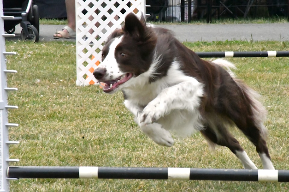 Dog agility shows were held at the Aldergrove Fair. 