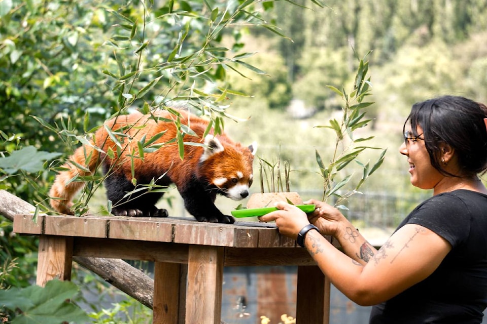 Arun celebrated his 10th birthday with a freshly baked cake by zoo staff on June 28. (Greater Vancouver Zoon Facebook)