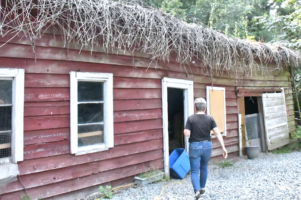 Kindred Farm Sanctuary is hoping to raise enough funds to replace this old structure to provide space for rabbits, pigs, and chickens. 