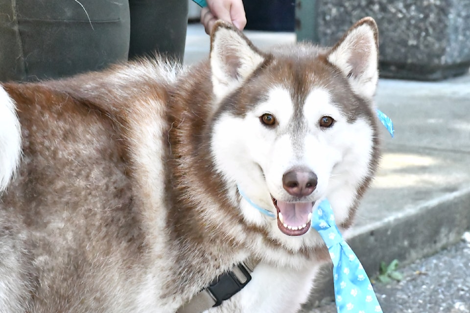 Kyle, the six-year-old husky who spent more than a year at LAPS, finally was taken to a new home on Friday, July 12. (Kyler Emerson/Aldergrove Star)