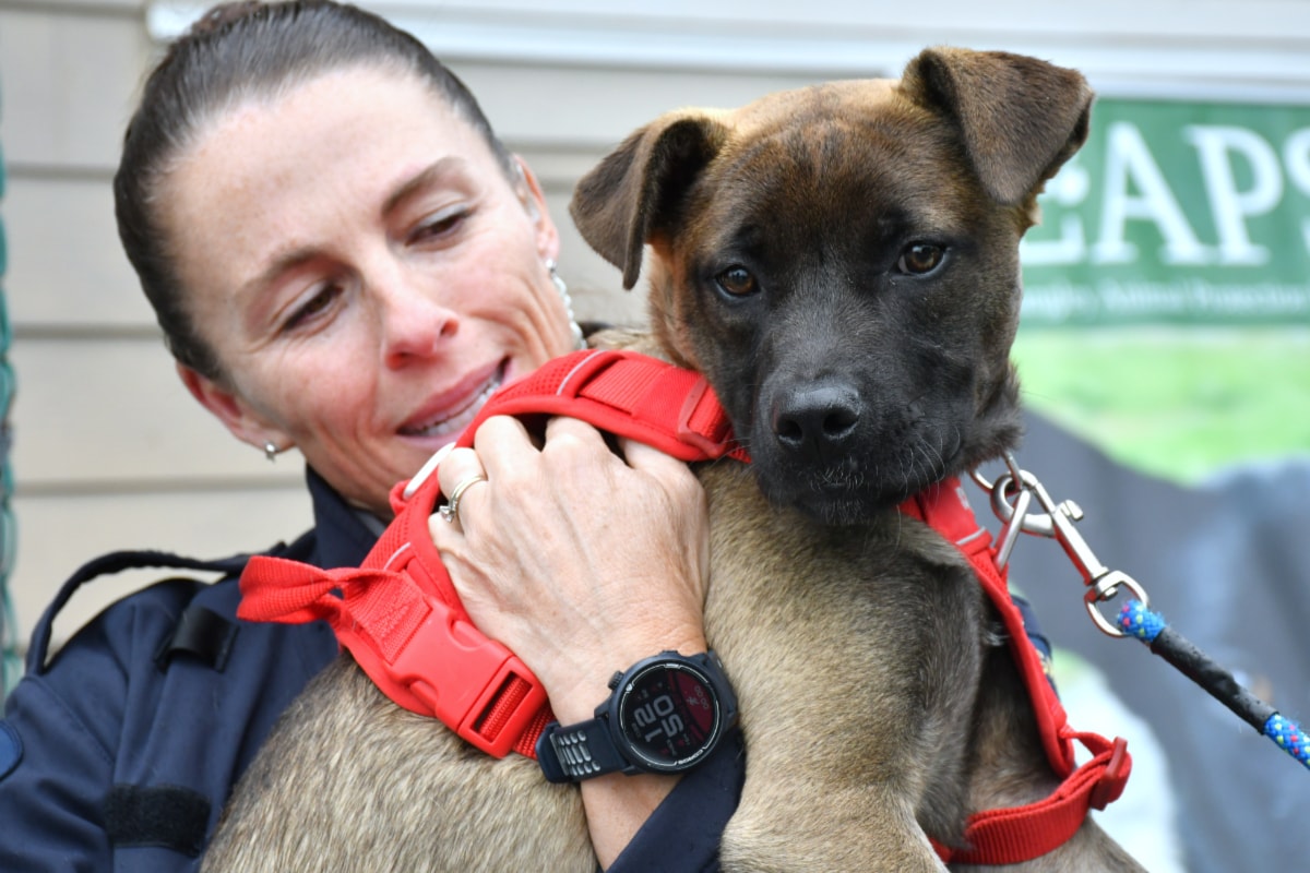 PHOTOS: LAPS 2nd golf tourney finds homes for adoptable dogs