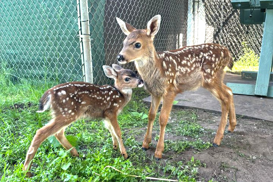 pic-2-baby-deer-fawns