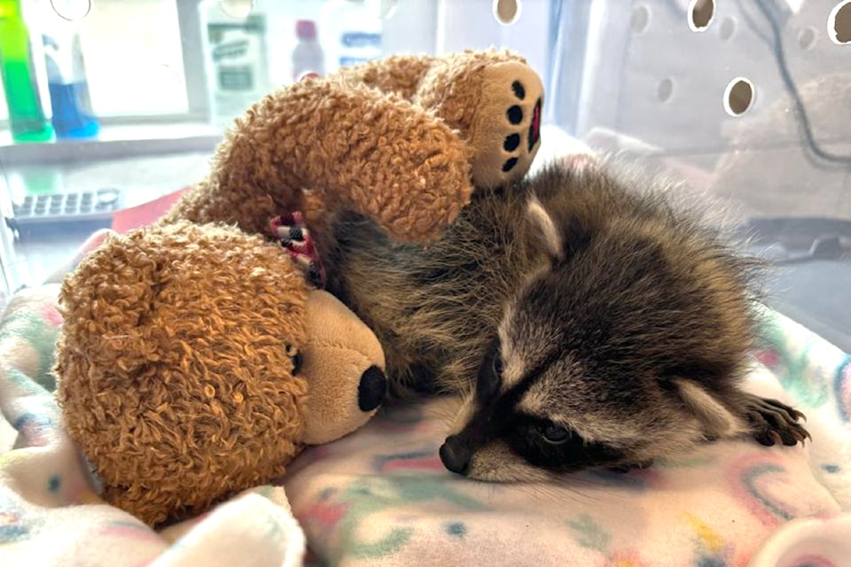 Critter Care Wildlife Sanctuary in Langley is seeking supply donations to help care for the increase in baby wildlife this time of year. (Special to Aldergrove Star)