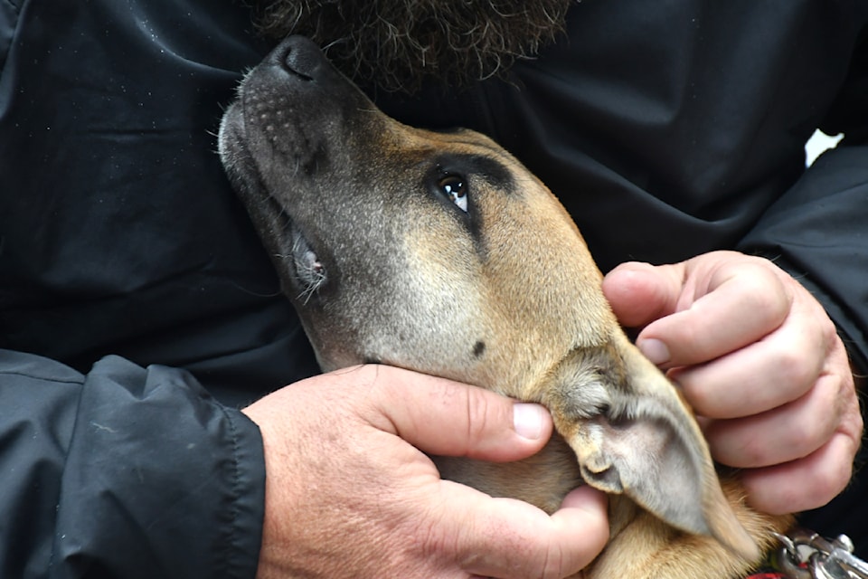 Seven dogs were up for adoption at LAPS' second annual golf tournament fundraiser last year. (Kyler Emerson/Aldergrove Star file)