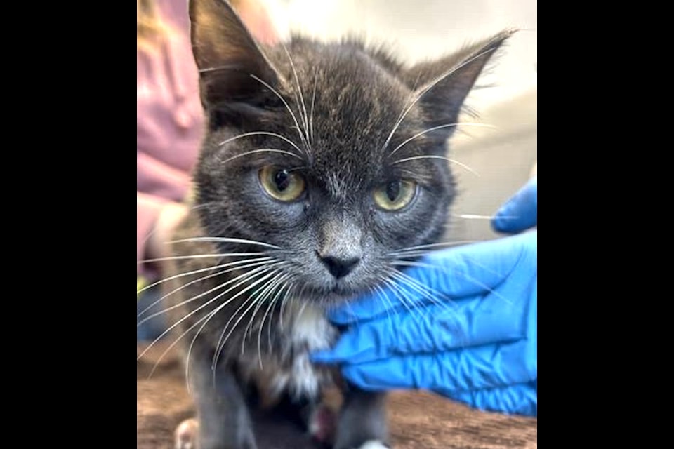 Jingle, four months old, is a kitten in need of thorough medical attention after suffering severe burns. (Special to The Star)