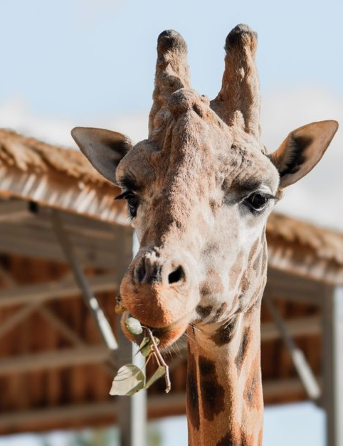Jenga the eight-year-old giraffe passed away peacefully on Wednesday, Oct. 23. (Greater Vancouver Zoo website)