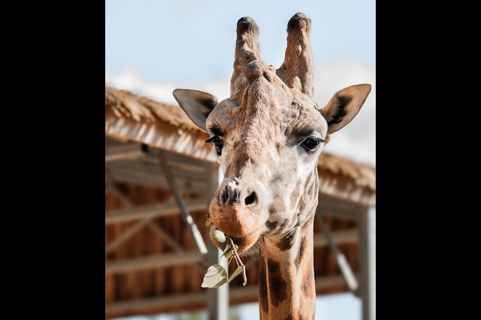 Jenga the eight-year-old giraffe passed away peacefully on Wednesday, Oct. 23. (Greater Vancouver Zoo website)