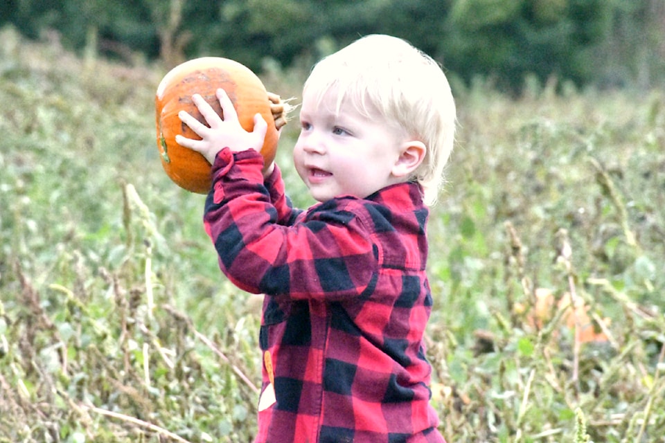 Keegan, 2, picked out his pumpkin for Halloween at Aldor Acres Family Farm on Saturday, Oct. 26. (Kyler Emerson/Aldergrove Star)