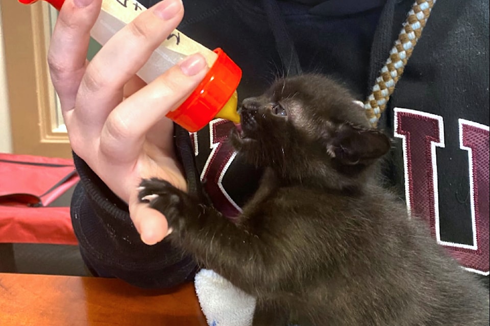 LAPS has launched a new adoption program to support pet owners needing to rehome their pets and ease the burden on shelters. (Special to The Star)
