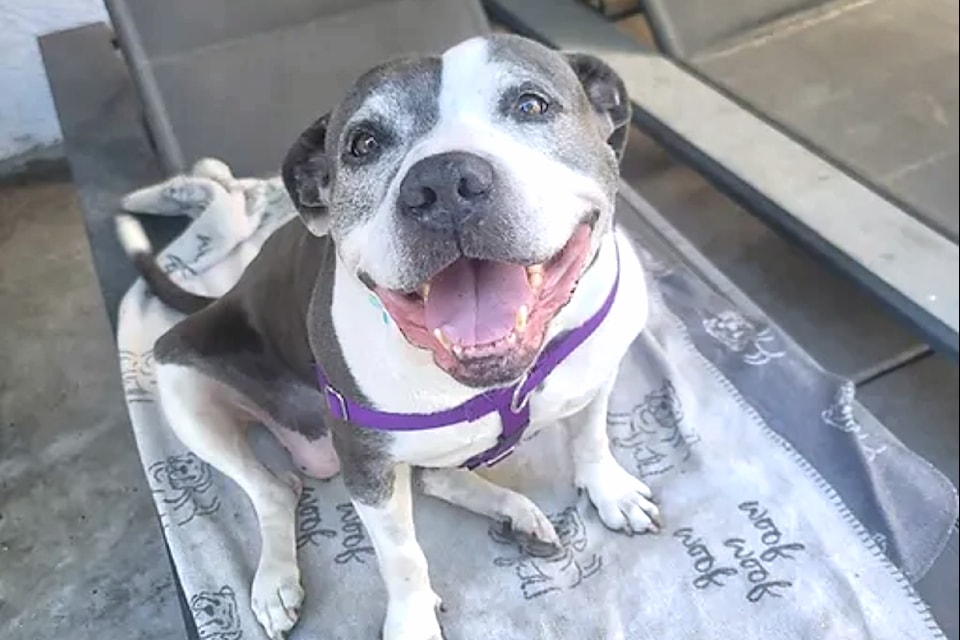 Sunset, a 10-year-old bully-breed, is available for adoption at HugABull. (HugABull website)