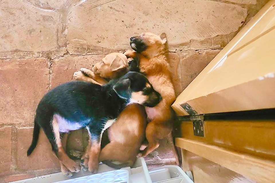 250807-alt-sd-puppiesfrommexico