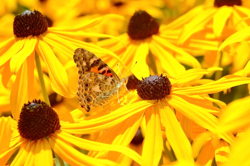 Kim Sutton, butterfly breeder supplied over 400 butterflies for the 91ԭ Lodge and 91ԭ Hospice Society fundraiser event at Krause Berry Farms on Aug. 9 2025. 