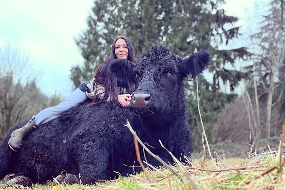 Aldergrove farmer Chrissy Chin raised and kept Ricky, a steer, as a pet for nine years before she decided to send him off for processing and turning his hide into a rug in memory. 