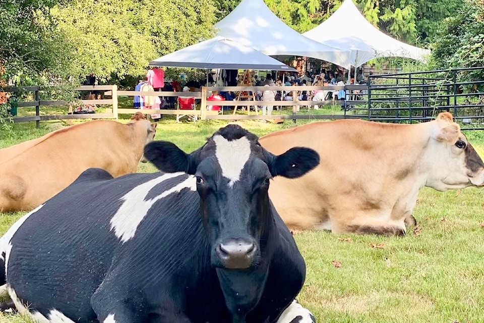 Animals at sanctuary