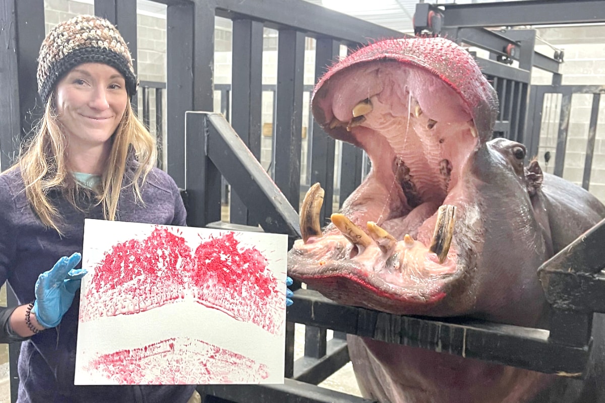 Limited edition hippo kiss paintings for sale at B.C. zoo
