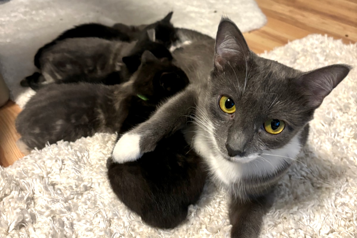Langley animal shelter seeking kitten foster homes - Maple