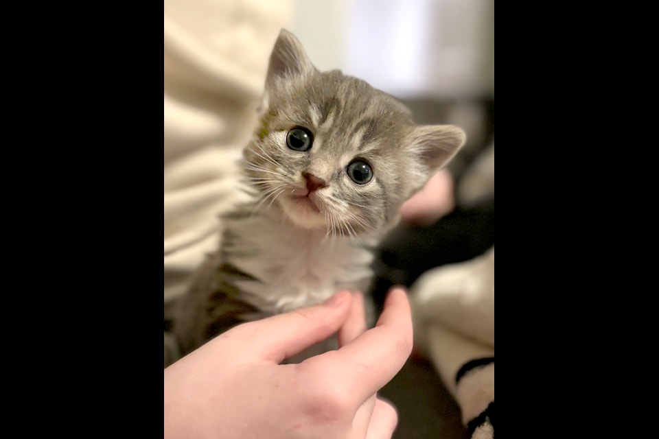 One of the kittens currently in foster care at LAPS. (Special to The Star)