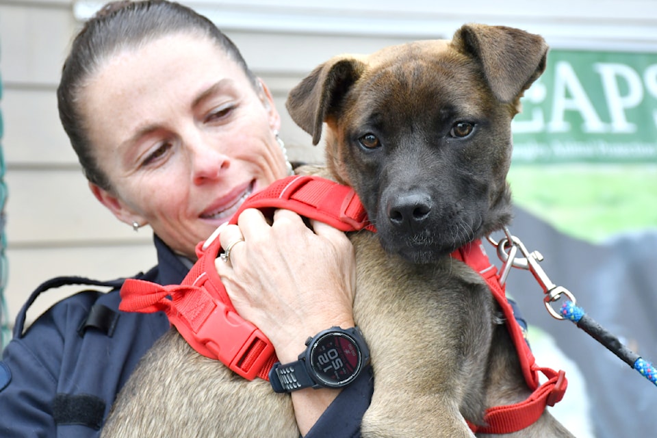 Dogs up for adoption were part of LAPS' second annual golf tournament fundraiser last year, and once again will be present on June 20.
