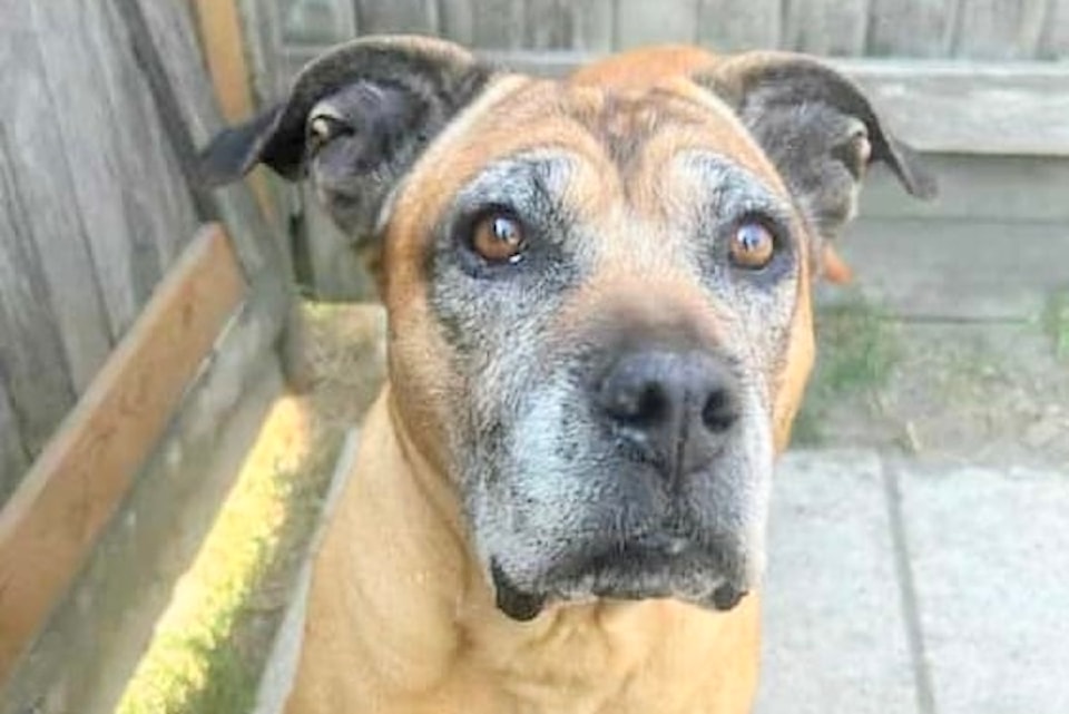 HugABull Fall Festival