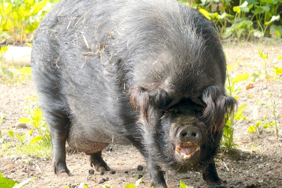  Harriet, a new resident pig at the Greater Vancouver Zoo, smiles for the camera. (Greater Vancouver Zoo/Facebook) 
