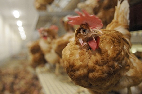 Scott Janzen's free-run barn houses 6,000 chickens.