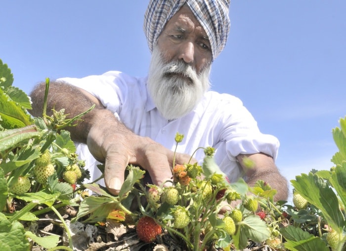 31482BCLN2007Strawberrypicker-7web