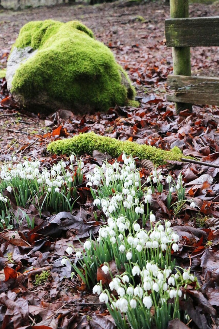 3153aldergroveSnowdropsInFebruaryWEB