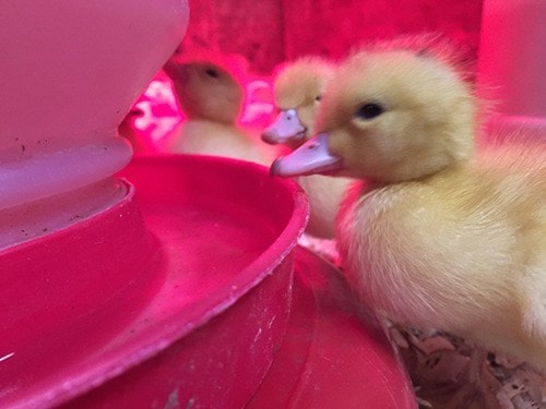 One of 194 duckings being fostered on a Langley farm takes a drink of water.