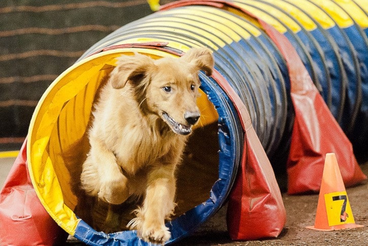 LINDA McRAE PHOTO
Kody competes in dog agility.