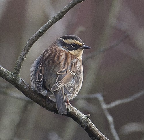 49741cloverdalewSiberianAccentorBCBirding-6751