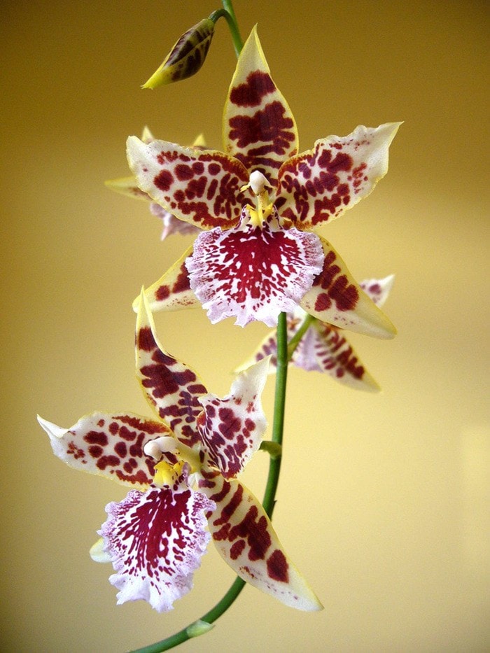 69043langley1024px-Cambria_orchid