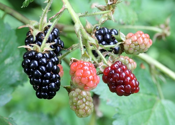 74792langleyWikimedia_blackberries