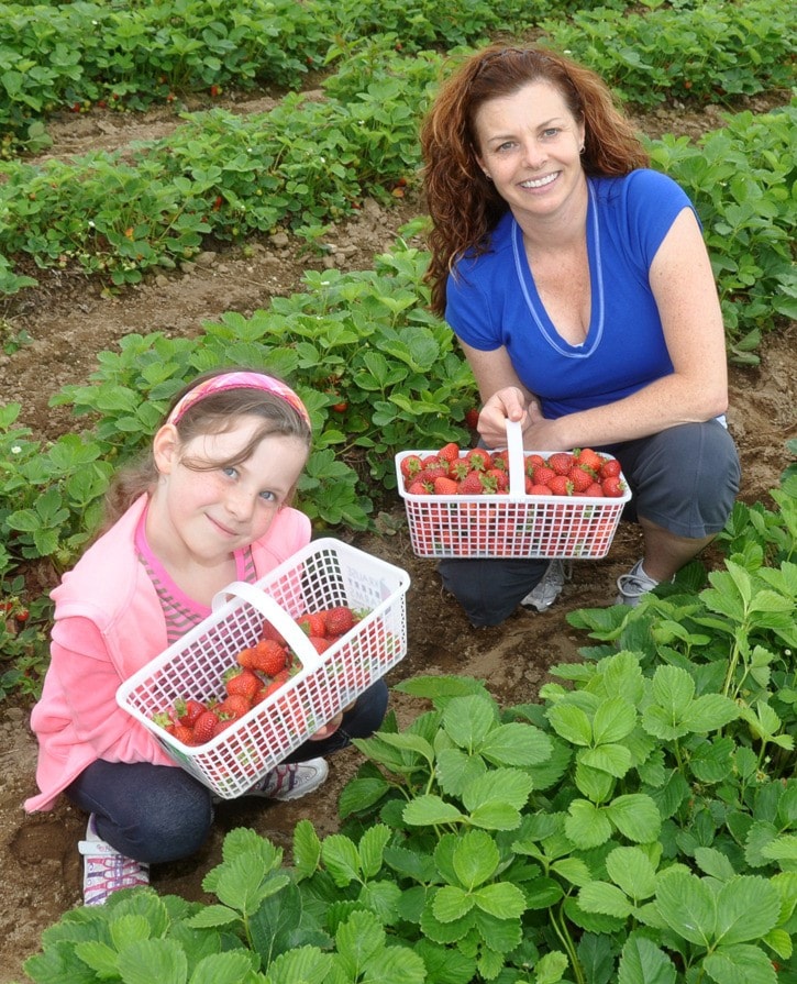 85906aldergroveStrawberryPickers9576web