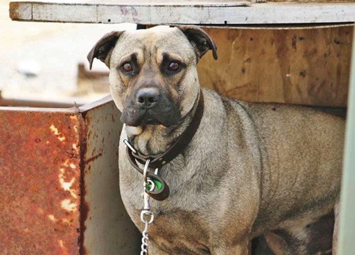 SPCA image
The Township has been urged to adopt a no-tether law.