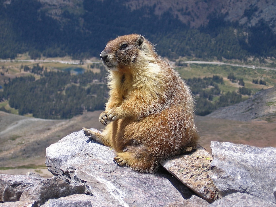 web1_170531-LAT-Marmot