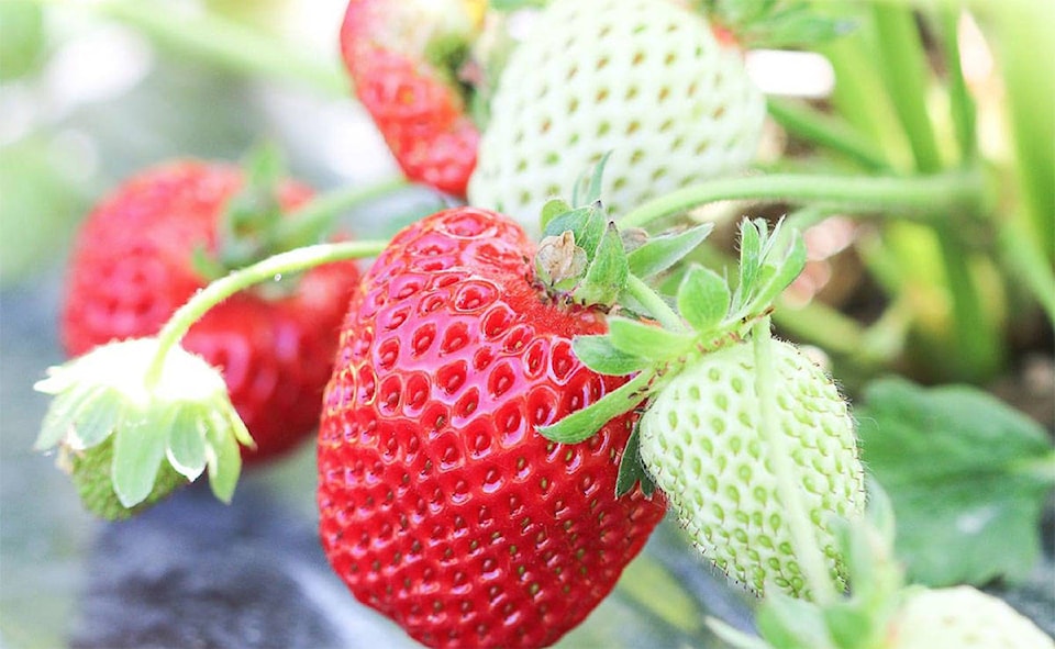 web1_Strawberries