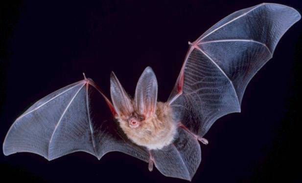 7780410_web1_170721-LAT-Big-eared-townsend-bat