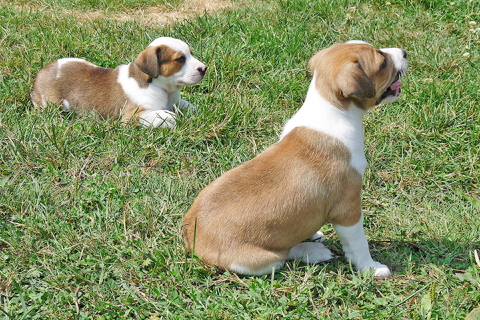 8085856_web1_copy_170816-LAT-LAPS-adoptathon-puppies