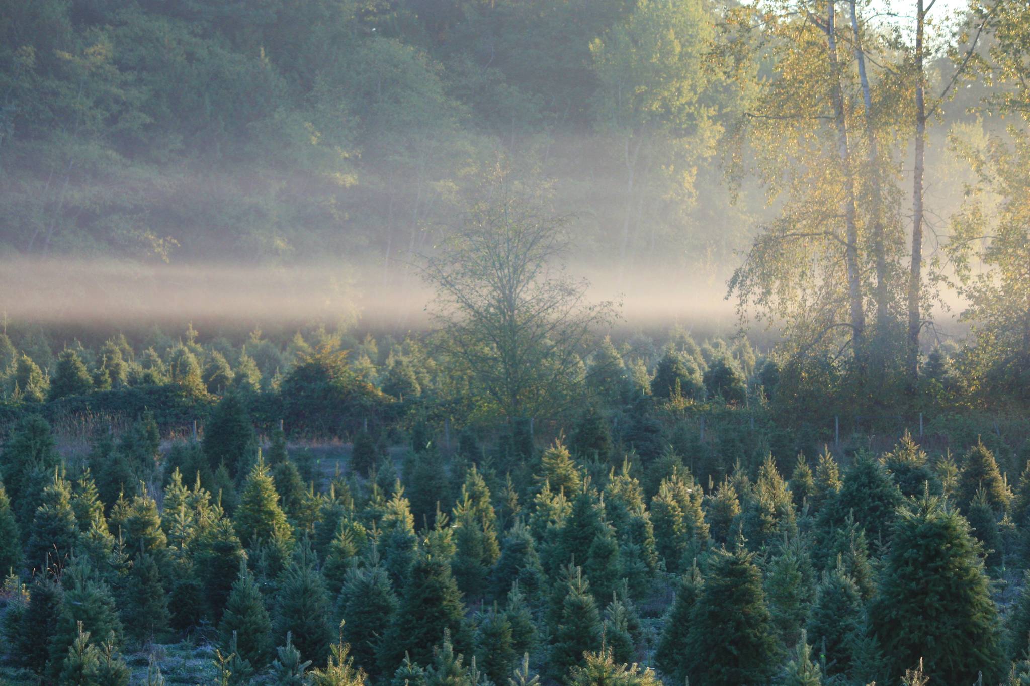 Christmas trees aplenty at Langley family farm Aldergrove Star