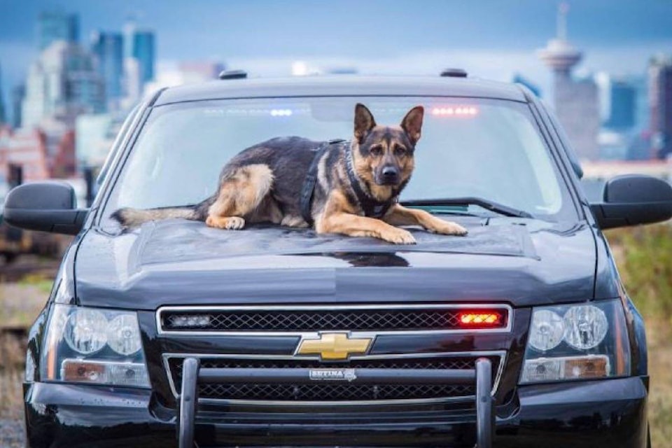 12947473_web1_180731-BPD-M-vancouver-police-hunter-dog